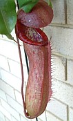 Nepenthes thorelii x truncata